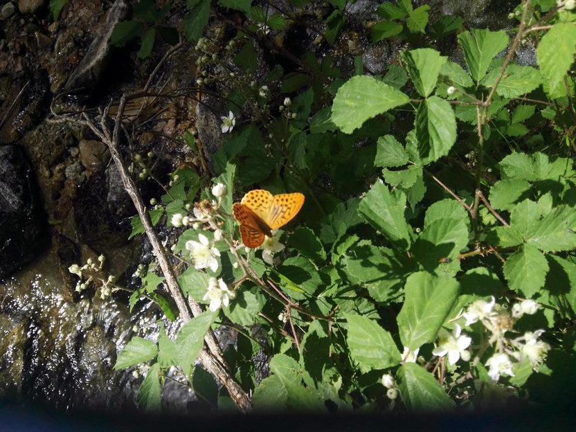 foto IMG_20170624_120950.jpg de 20170624 Puerto Navacerrada - Cercedilla (Senda Whistler)