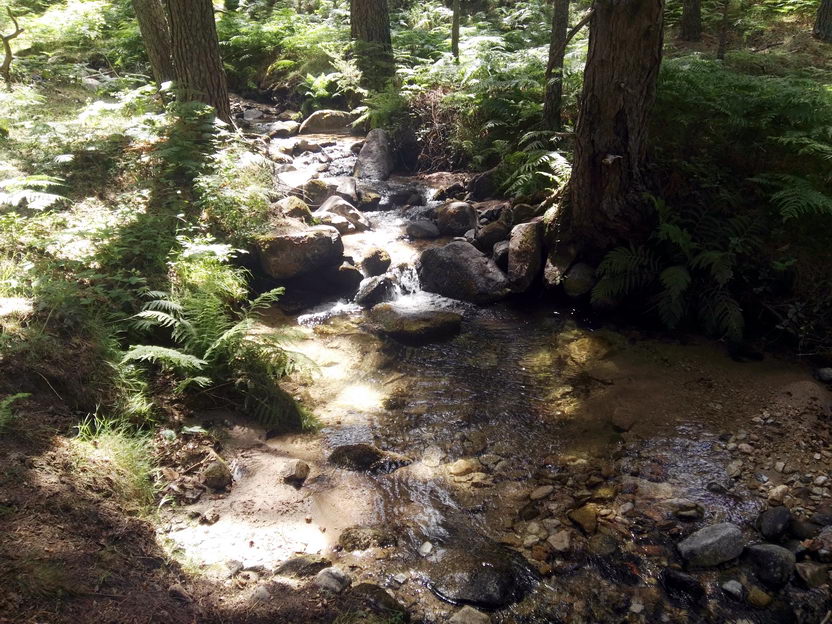 foto IMG_20170624_121945.jpg de 20170624 Puerto Navacerrada - Cercedilla (Senda Whistler)