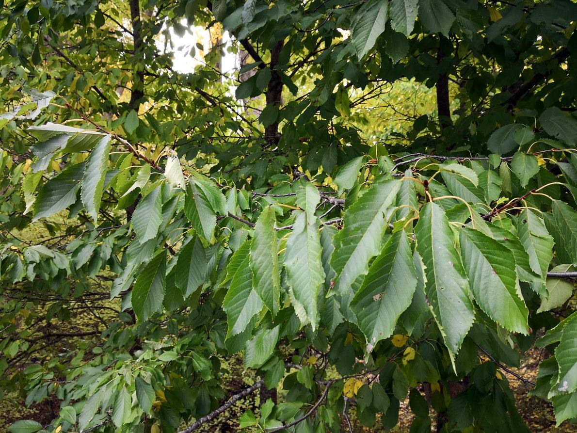 foto IMG_20181028_143524.jpg de 20181028 Barranco del río Dulce