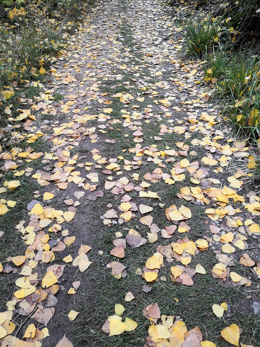 foto IMG_20181028_143716.jpg de 20181028 Barranco del río Dulce