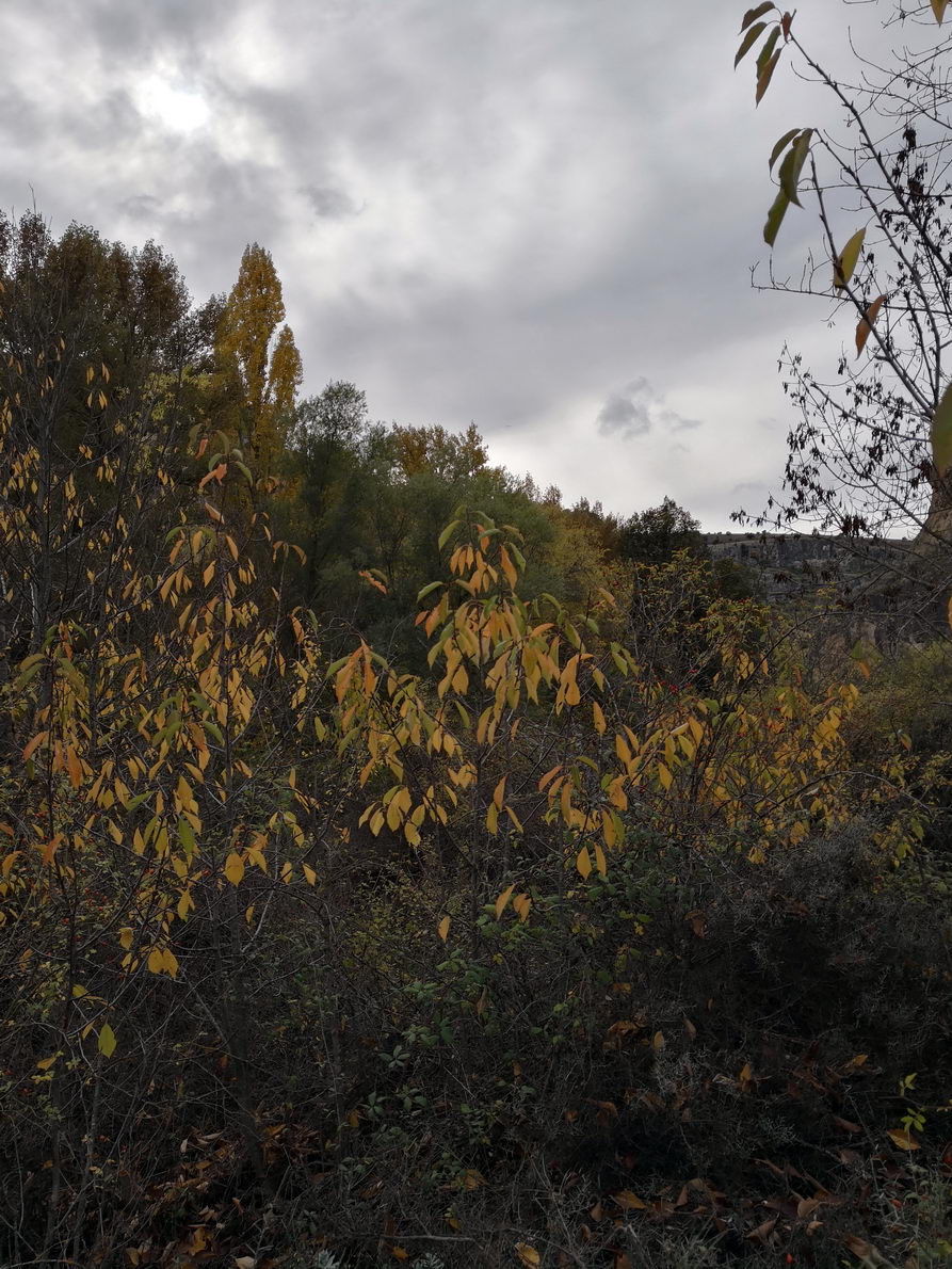 foto IMG_20181028_144529.jpg de 20181028 Barranco del río Dulce