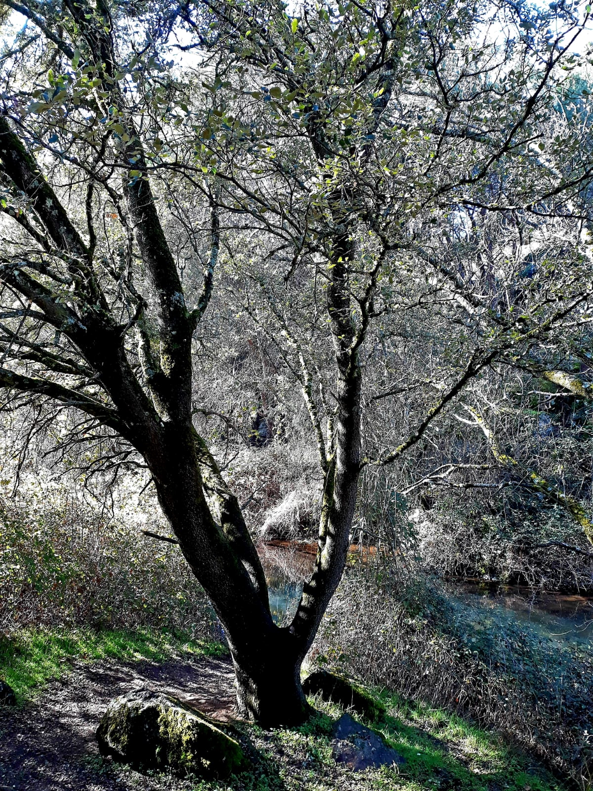 foto IMG-20190120-WA0069.jpg de 20190120 Cañón del río Aulencia