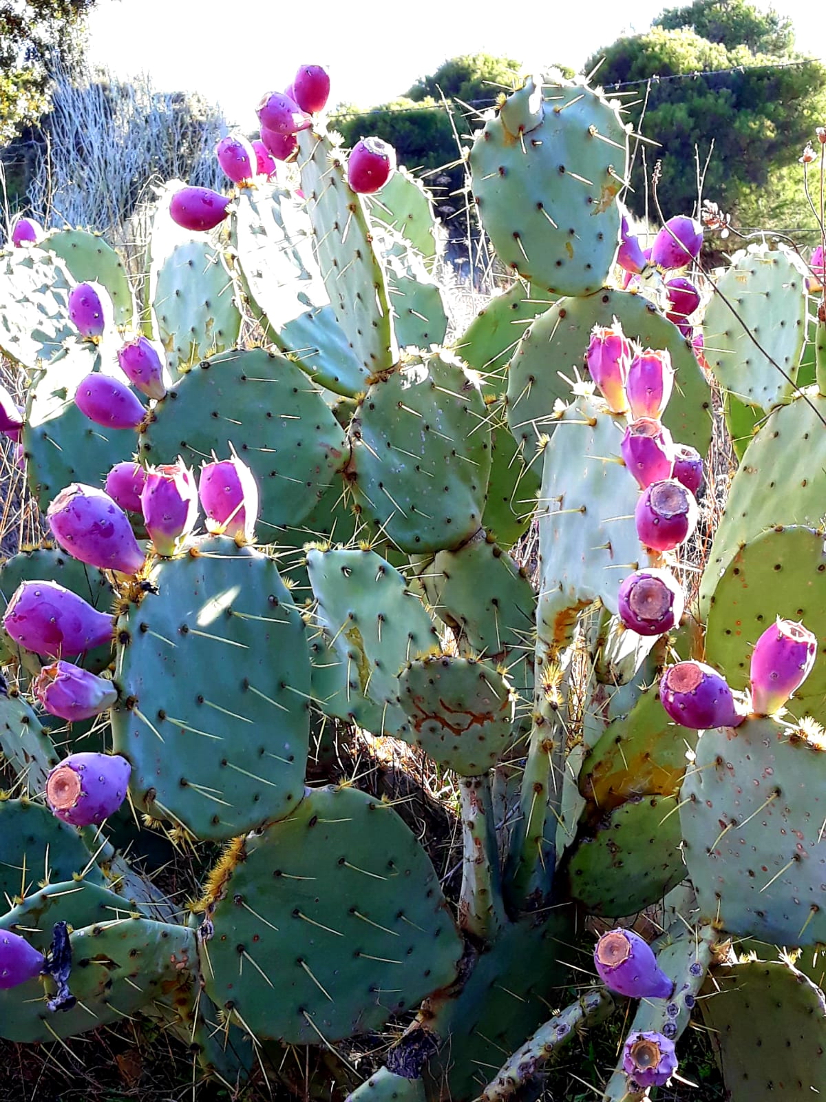 foto IMG-20190120-WA0073.jpg de 20190120 Cañón del río Aulencia