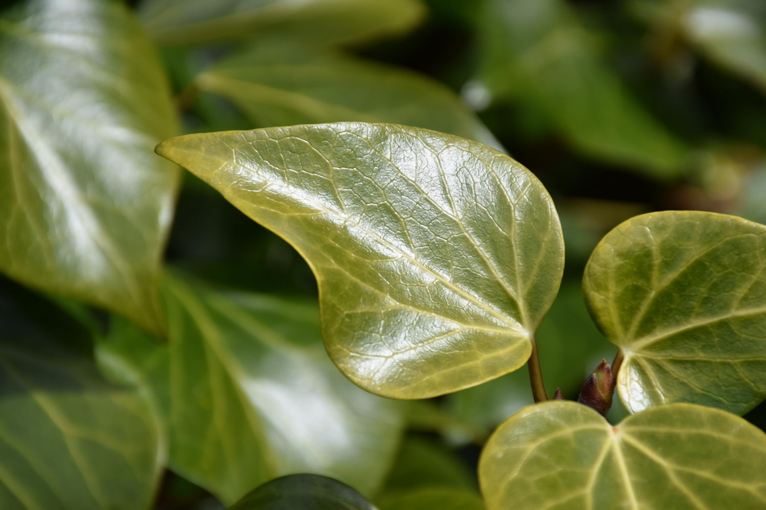 foto DSC_0117.jpg de 20190316 Recarga Human & Nature - on stage