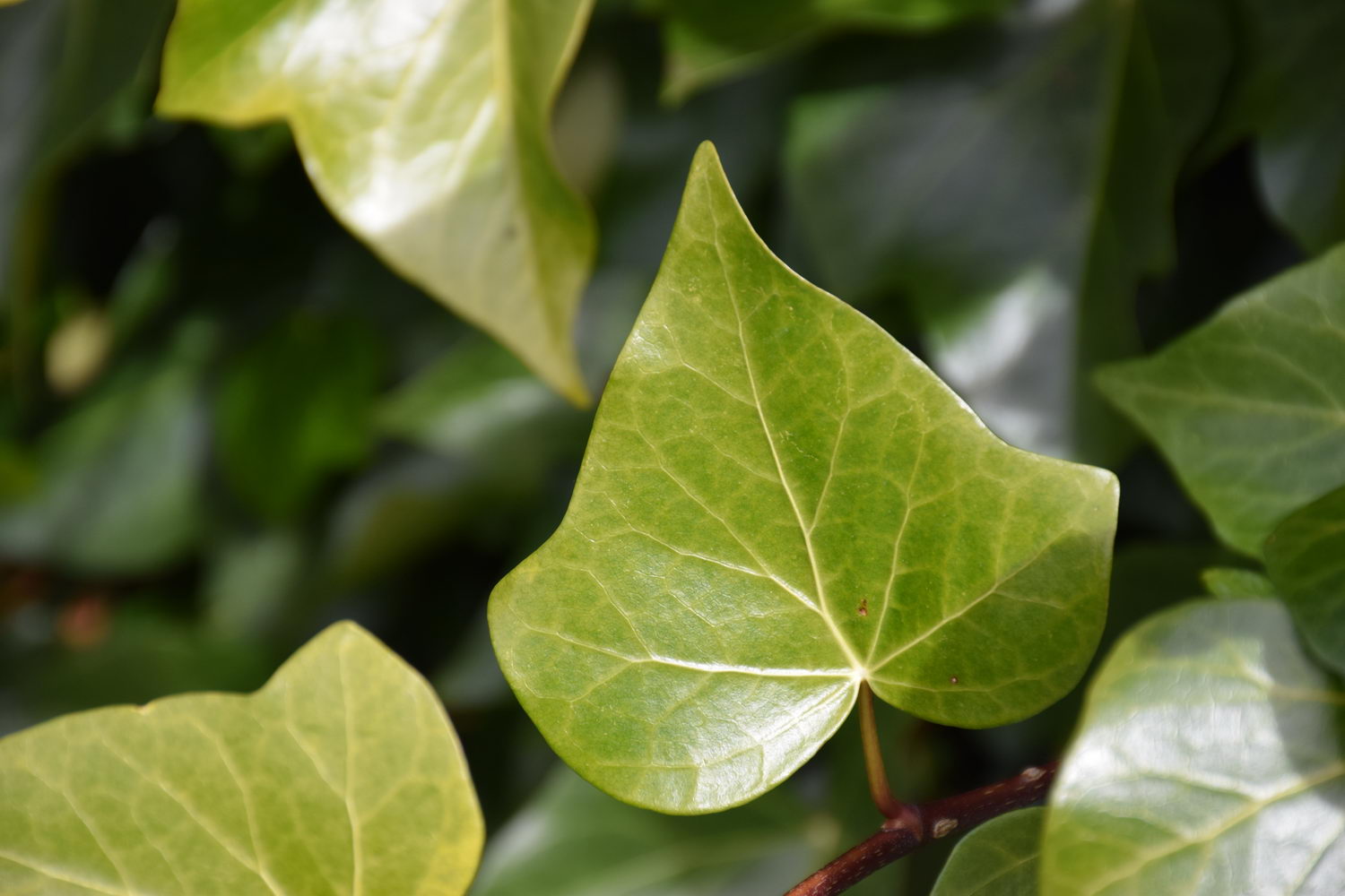 foto DSC_0123.jpg de 20190316 Recarga Human & Nature - on stage